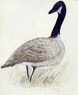 Canada Goose (Prismacolor 6 x 8 in) SOLD